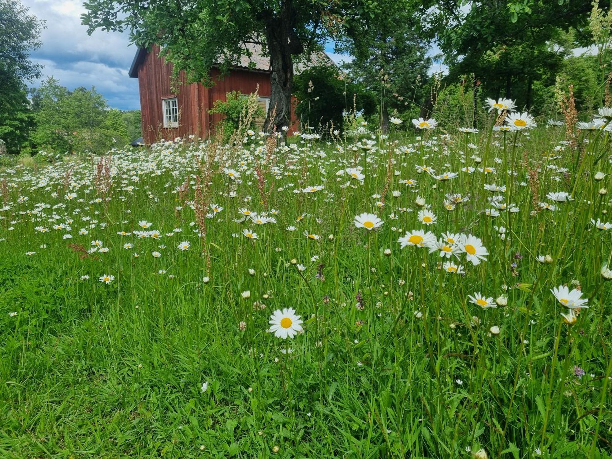 Skoelvs Gard